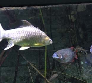 Tierpark Hellabrunn - Fische