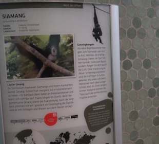 Tierpark Hellabrunn - Welt der Affen