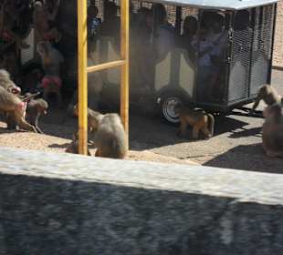 Trenino delle scimmie