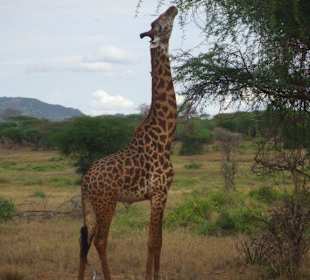 Massai-Giraffe