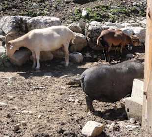 Alpenwildpark 