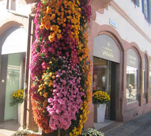 Chrysanthema Lahr