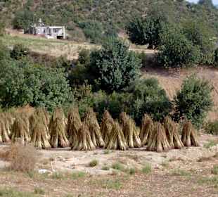 Sesamernte - bei jeder Wanderung eine Lehrstunde
