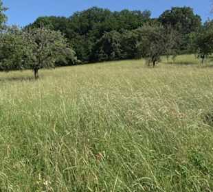 Eduard Lucas Musterobstgarten Mähringen