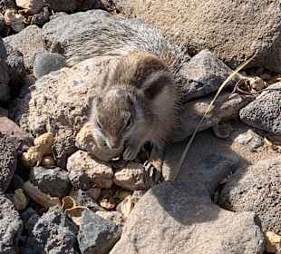 Wandern Bergsender Jandia