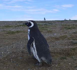 Park Narodowy Isla Magdalena