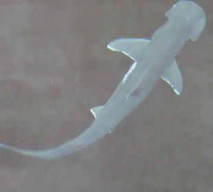 Kleiner Hammerhai von oben