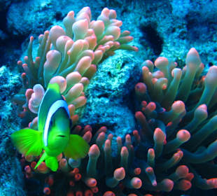 Nemo