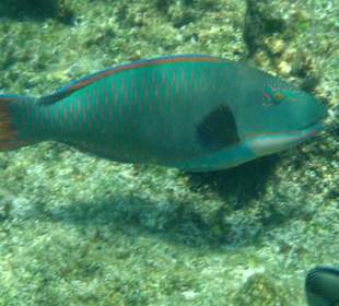 Buckelkopf Papageifisch