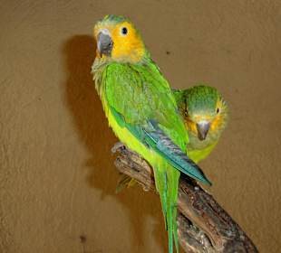 Sittiche im Empfangsgebäude