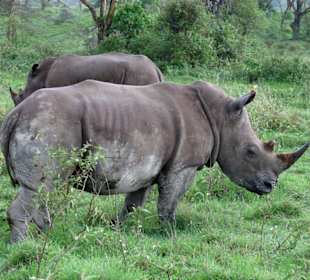 Nashörner - hier auch zahlreich