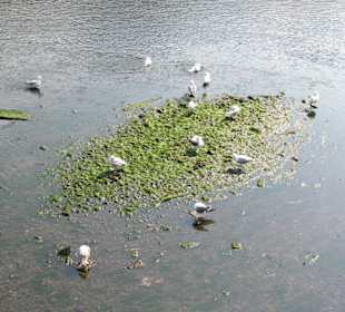Cigni nella Liffey