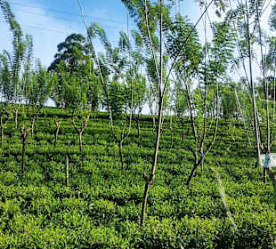 Geht es noch grüner?