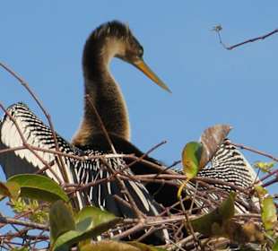 Everglades National Park: Anhinga Trail