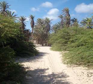Weg zum Strand
