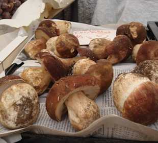 Gemeiner Steinpilz