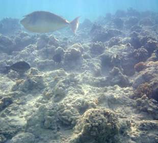 Große Fische bereits in flachem Wasser