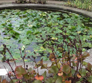 Karl-Foerster-Garten