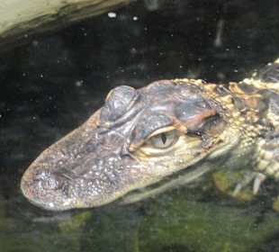 Kleiner Alligator