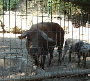 Manavgat Zoo