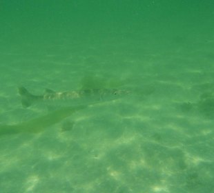 Baracuda in der Badewanne