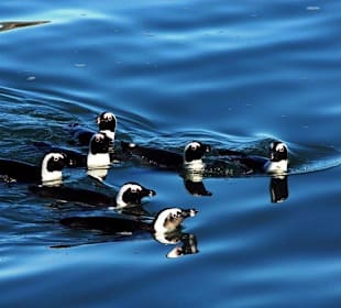 Halifax-Empfangskomitee