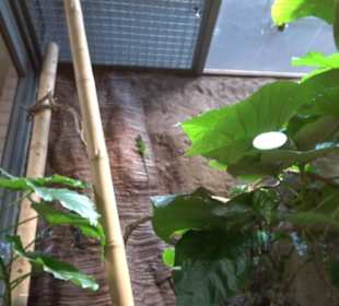 Regenwaldhaus