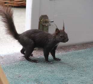 Landtmann's Jausen Station - Eichhörnchen