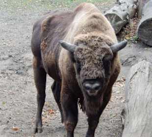 Żubr