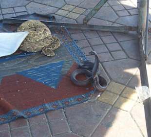 Schlangenbeschwörer