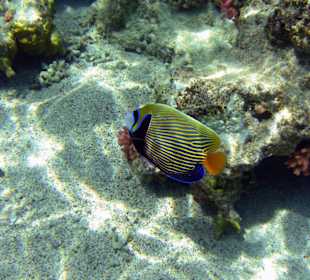 Imperator Kaiserfisch