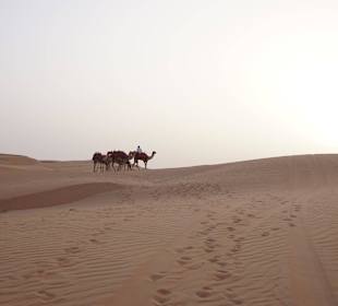 Kameltour zum Sonnenaufgang