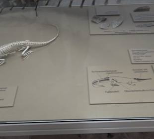 Staatliches Naturkunde Museum