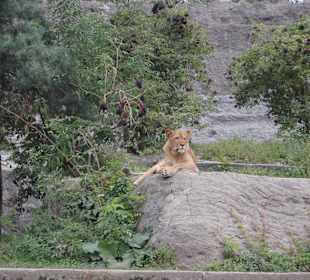 Zoo Warszawa