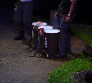 Night Safari - Tiershow