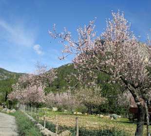 Mandelbäume