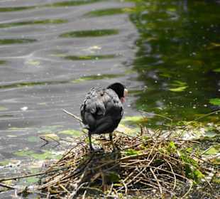 Regent´s Park Impressionen