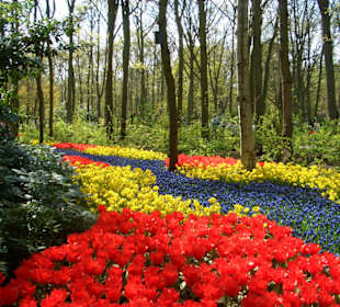 Keukenhof, Lisse, NL