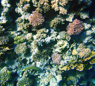 Schnorcheln am Hausriff