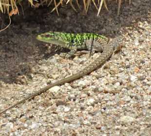 Impressionen aus dem Botanischen Garten Cagliari