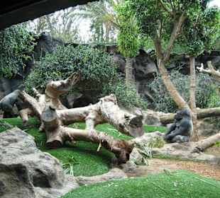 Gorillas
