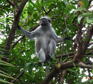 Ausflug in den Jozani National Park