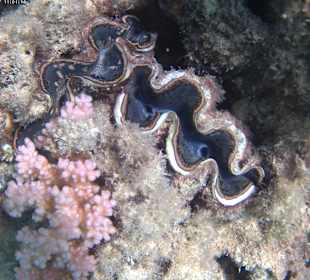 Schnorcheln Hurghada