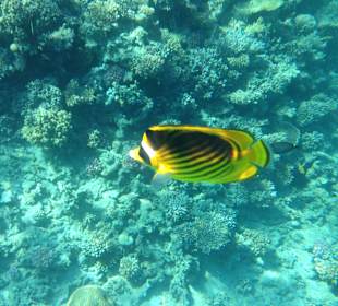 Hausriff - iPhone 5 im DiCAPac Plastik Case