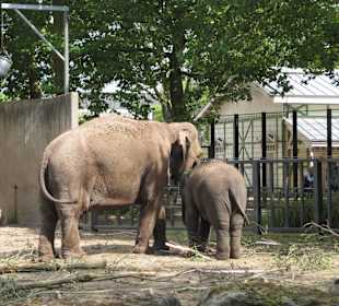 Artis Zoo Tiere