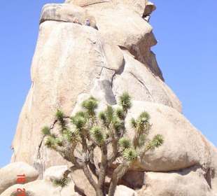 Joshua Tree National Park
