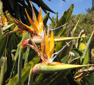 Strelizien im Nationalpark La Gomera