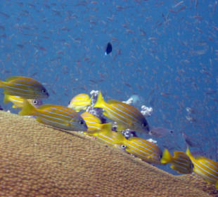 Five Lined Snapper 