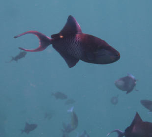 Rotzahndrückerfisch