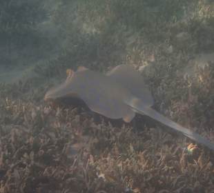 Blaupunktrochen: sehr häufig in der Lagune zu sehen